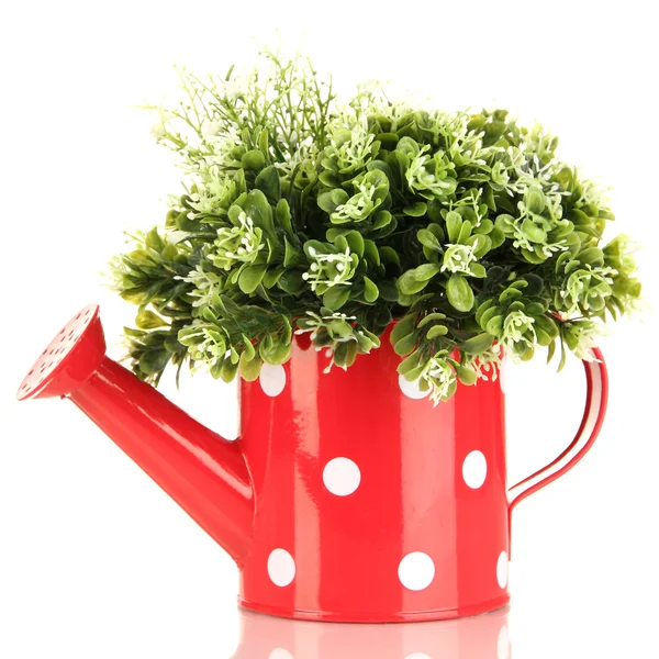 Decorative flowers in watering can isolated on white — Stock Photo, Image