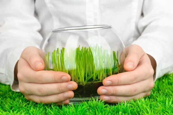 Händer som håller glasvas med växande gräs — Stockfoto