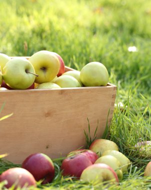 krater taze olgun elma bahçesinde yeşil çimenlerin üzerinde