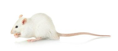 funny little rat with food, isolated on white