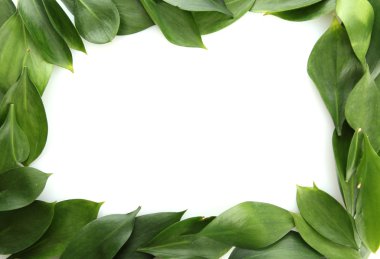 güzel yeşil yaprakları, üzerinde beyaz izole