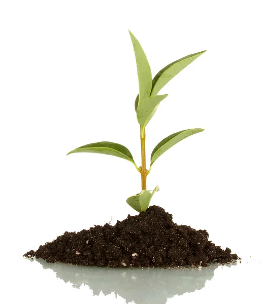 Planta em crescimento em terra isolada sobre fundo branco — Fotografia de Stock