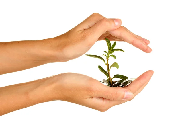 Woman's hands are holding a money tree on white background close-up — Stock Photo, Image