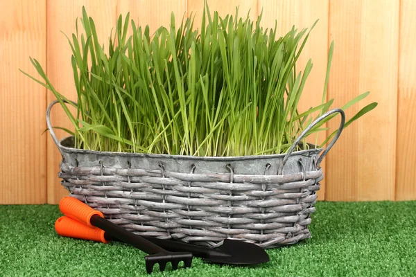 Grama verde na cesta perto da cerca — Fotografia de Stock