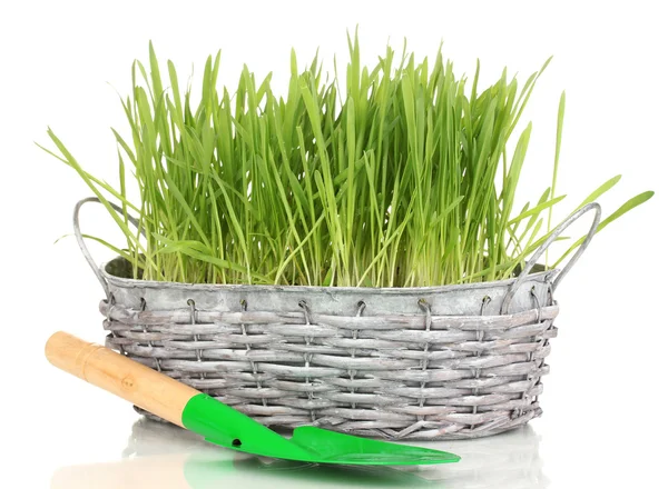 Grünes Gras im Korb isoliert auf weißem Grund — Stockfoto