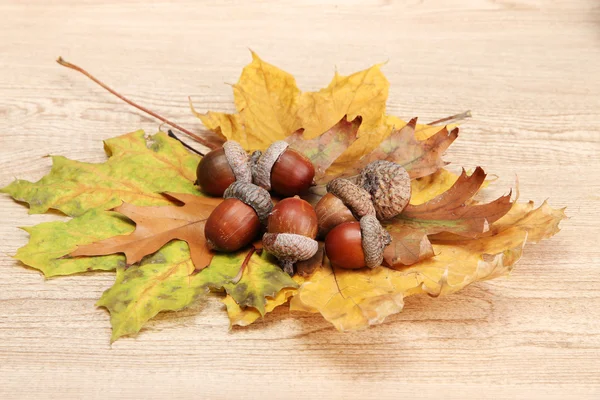 Bellotas marrones sobre hojas de otoño, sobre fondo de madera — Foto de Stock
