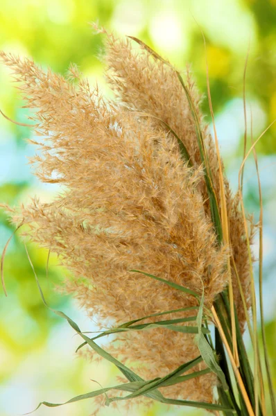Reeds on green background — Stock Photo, Image