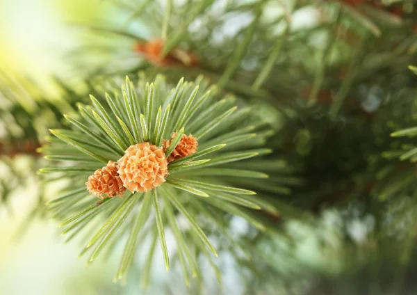 Branche de sapin, sur fond vert — Photo