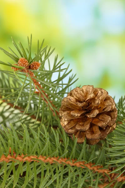 Cone on fir tree, on green background — Stock Photo, Image