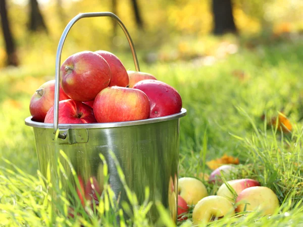 Pail of fresh ripe apples in garden on green grass — Stock Photo, Image