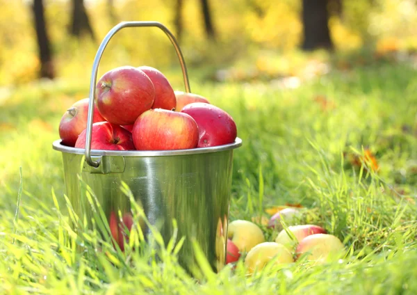 Κουβαδάκι φρέσκα ώριμα μήλων στον κήπο για την πράσινη χλόη — Φωτογραφία Αρχείου