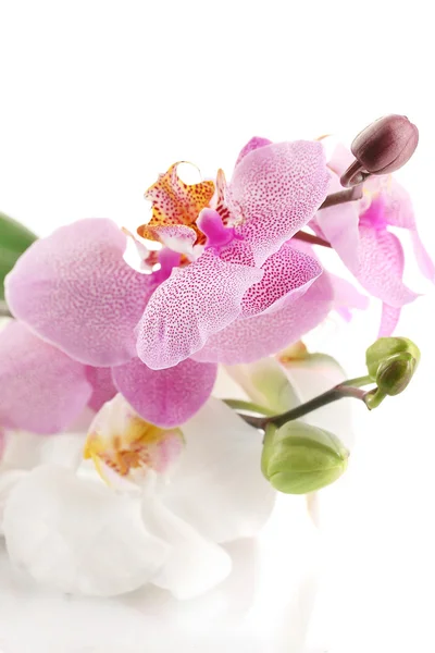 Красивые орхидеи, изолированные на белом — стоковое фото