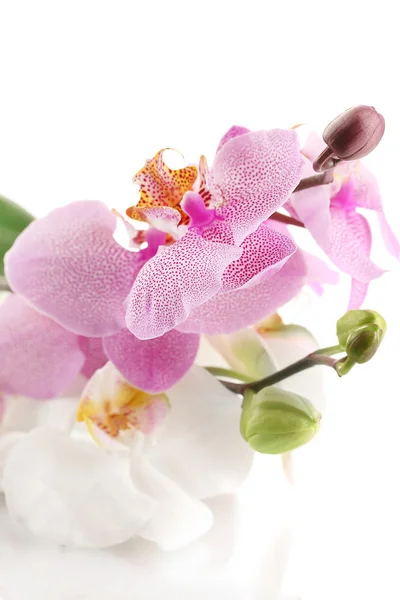 Beautiful orchids, isolated on white — Stock Photo, Image