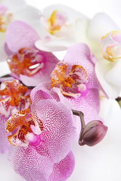 Krásné orchideje, izolované na bílém — Stock fotografie