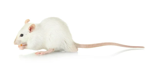 Забавная маленькая крыса с едой, изолированная на белом — стоковое фото