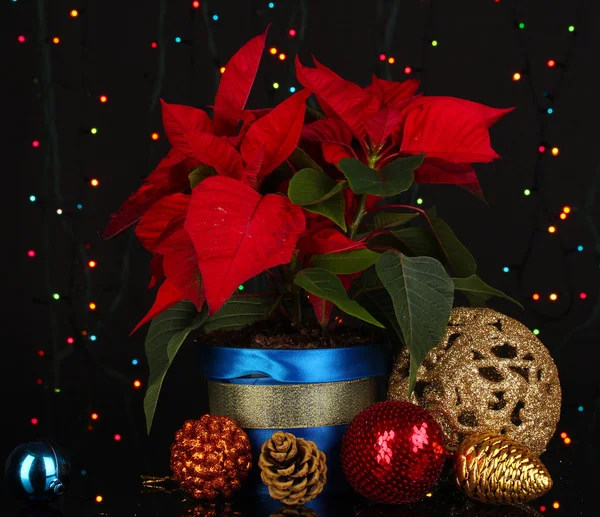 Hermosa poinsettia con bolas de Navidad en el fondo de luces de Navidad — Foto de Stock