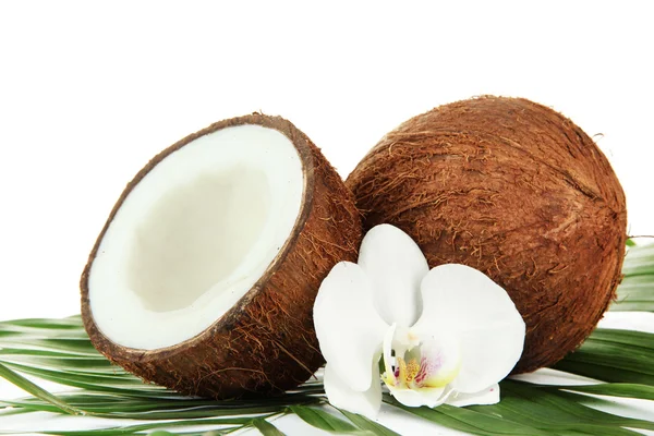 Noix de coco avec feuilles et fleurs, isolées sur blanc — Photo