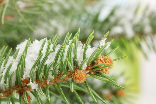 Fir tree branch with snow, close up Royalty Free Stock Photos