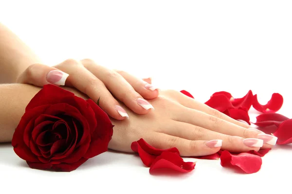 Schöne Frauenhände mit Rose, isoliert auf weiß — Stockfoto
