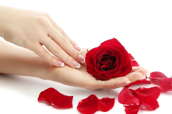 Beautiful woman hands with rose, isolated on white — Stock Photo, Image