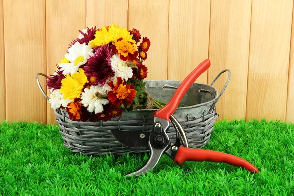 Tesouras de jardim com flores em cesta no fundo cerca — Fotografia de Stock