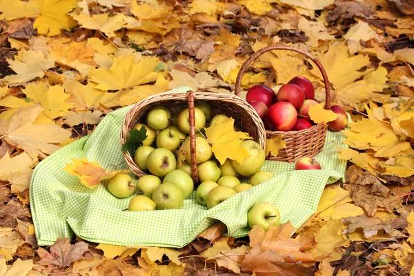 Cestas de manzanas frescas maduras en el jardín en hojas de otoño — Foto de Stock