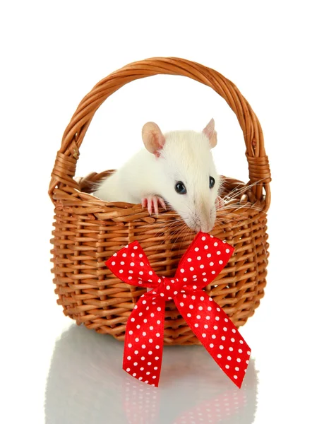 Funny little rat in basket, isolated on white — Stock Photo, Image