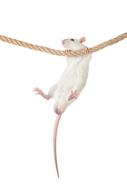 funny little rat on rope, isolated on white