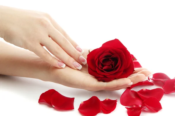 Beautiful woman hands with rose, isolated on white Royalty Free Stock Images