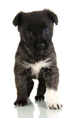 Beyaz köpek yavrusu.