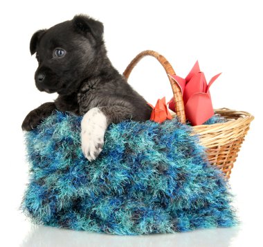 Sepette Beyaz izole şirin köpek yavrusu
