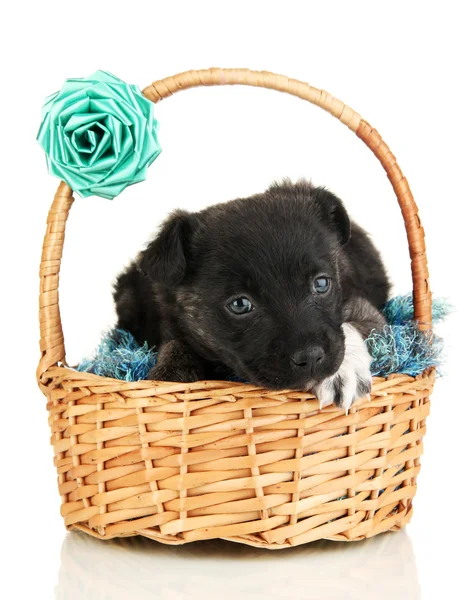 Cute puppy in basket isolated on white — Stock Photo, Image