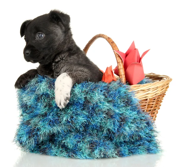 Cute puppy in basket isolated on white — Stock Photo, Image