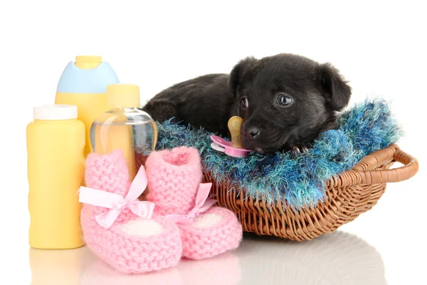 Cute puppy in basket isolated on white Stock Image