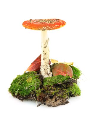 Kırmızı amanita üzerinde beyaz izole moss ile