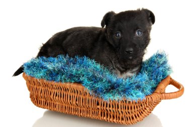Sepette Beyaz izole şirin köpek yavrusu