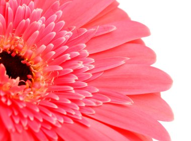 güzel gerbera çiçek üzerinde beyaz izole