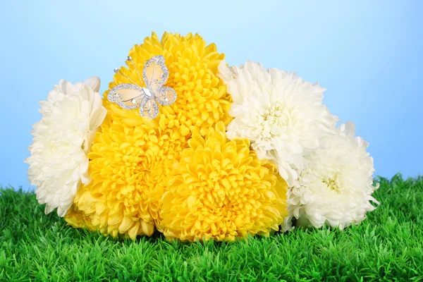Schöne Chrysantheme auf Gras auf blauem Hintergrund — Stockfoto