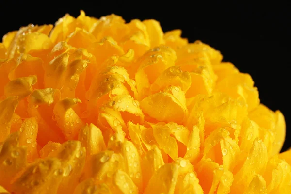 Helder gele chrysanthemum, op zwarte achtergrond — Stockfoto