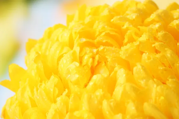 Helder gele chrysanthemum, op herfst achtergrond — Stockfoto