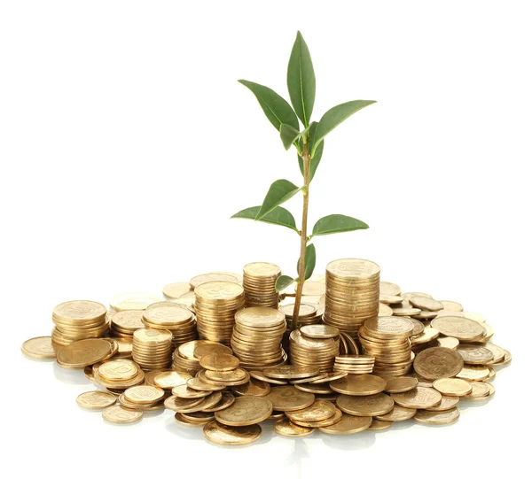 Plant growing out of gold coins isolated on white — Stock Photo, Image