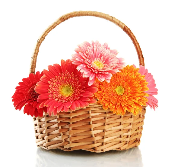 Beautiful gerbera flowers in basket isolated on white — Stock Photo, Image