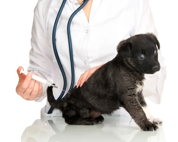 Tierarzt gibt Welpen Impfstoff — Stockfoto