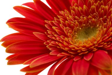 güzel gerbera çiçek üzerinde beyaz izole