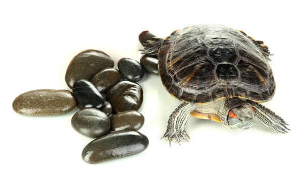 Tortue oreille rouge isolée sur blanc — Photo