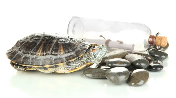 Tortue oreille rouge isolée sur blanc — Photo