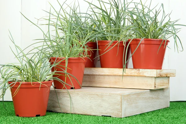 Macetas con plántulas sobre hierba verde sobre fondo de madera —  Fotos de Stock