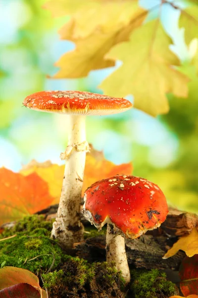 Red amanitas with moss, on green background — Stock Photo, Image