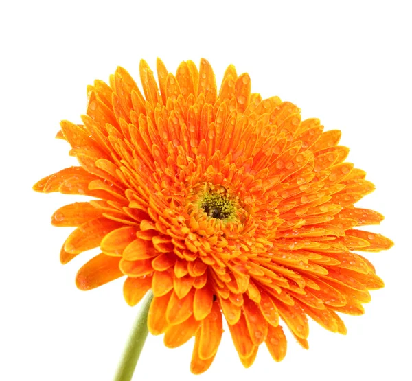 Beautiful gerbera flower isolated on white — Stock Photo, Image