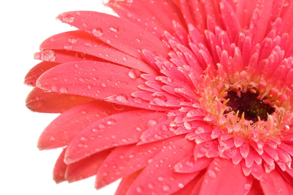 Bela flor de gerbera isolada em branco — Fotografia de Stock